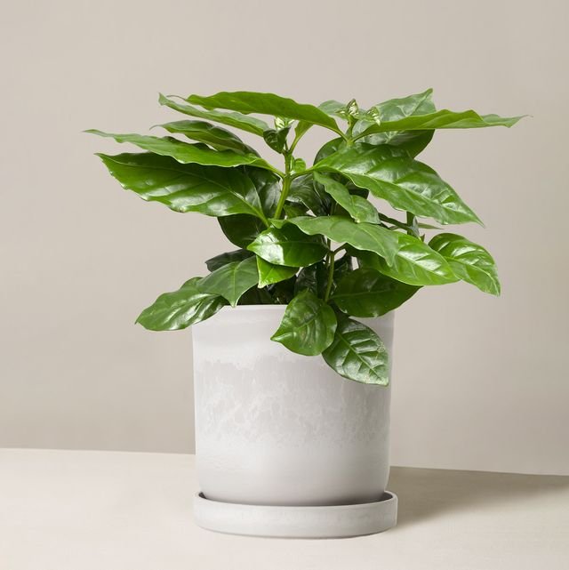 Coffee Plant - Gifts for Coffee Lovers