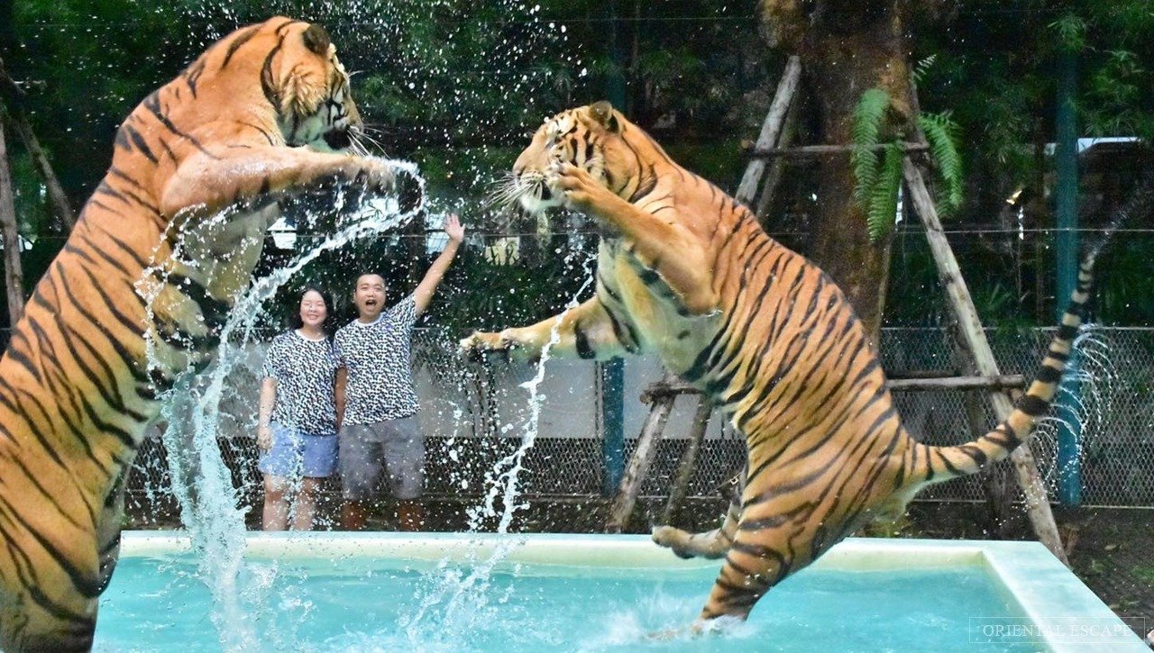 Pattaya Tiger Park - Pattaya Travel Guide