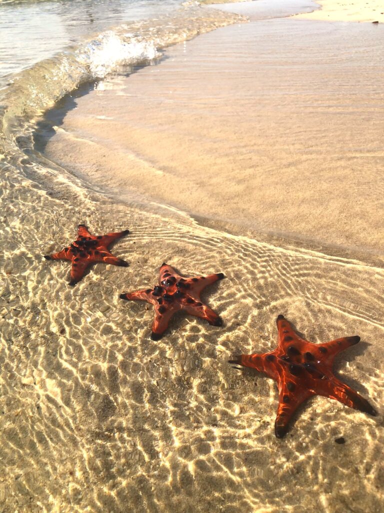 Starfish Beach