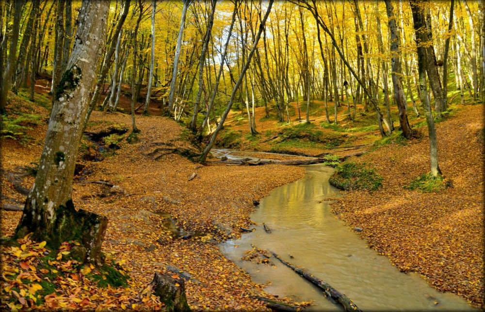 Taman Ormanı