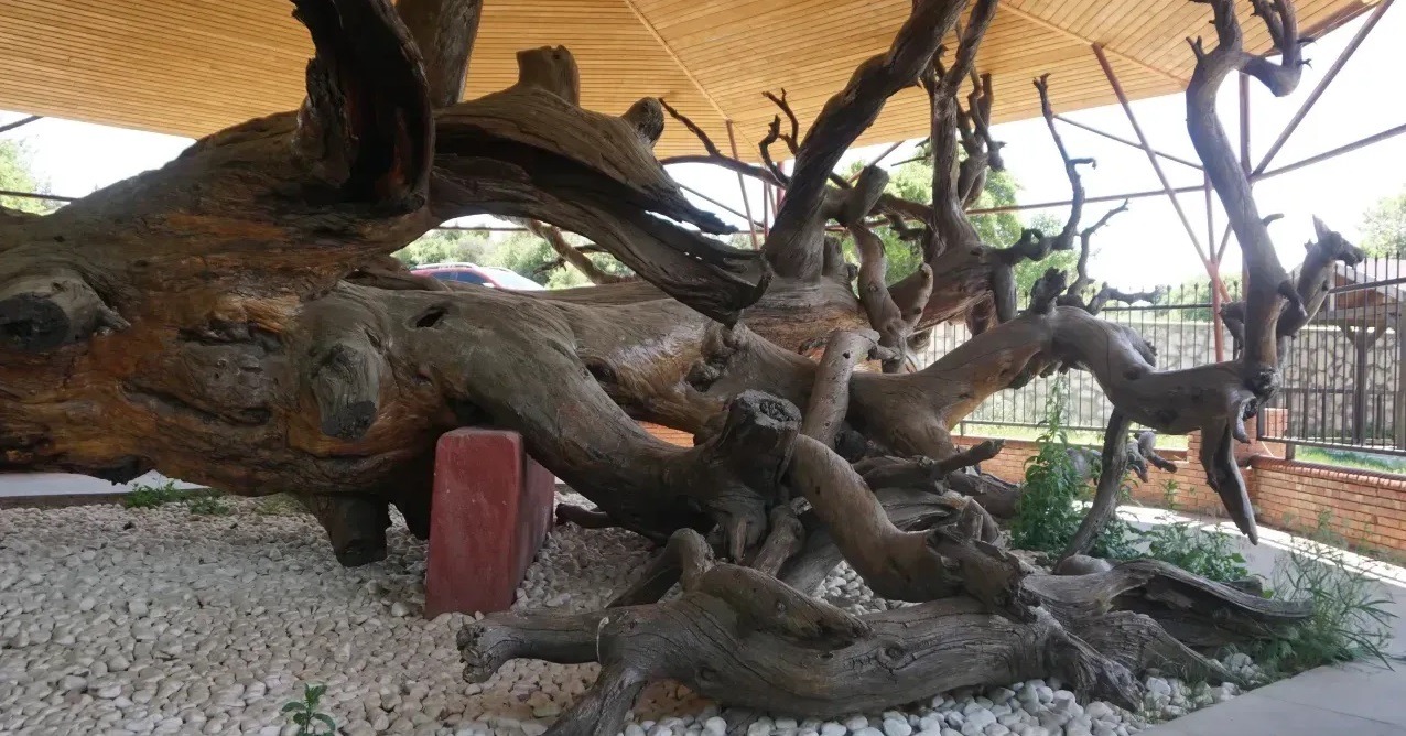 Mızık Çamı