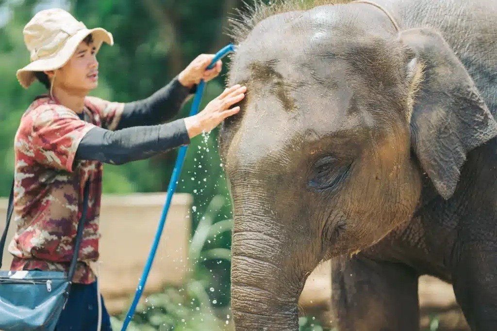 Elephant Sanctuary (Chang Chill)