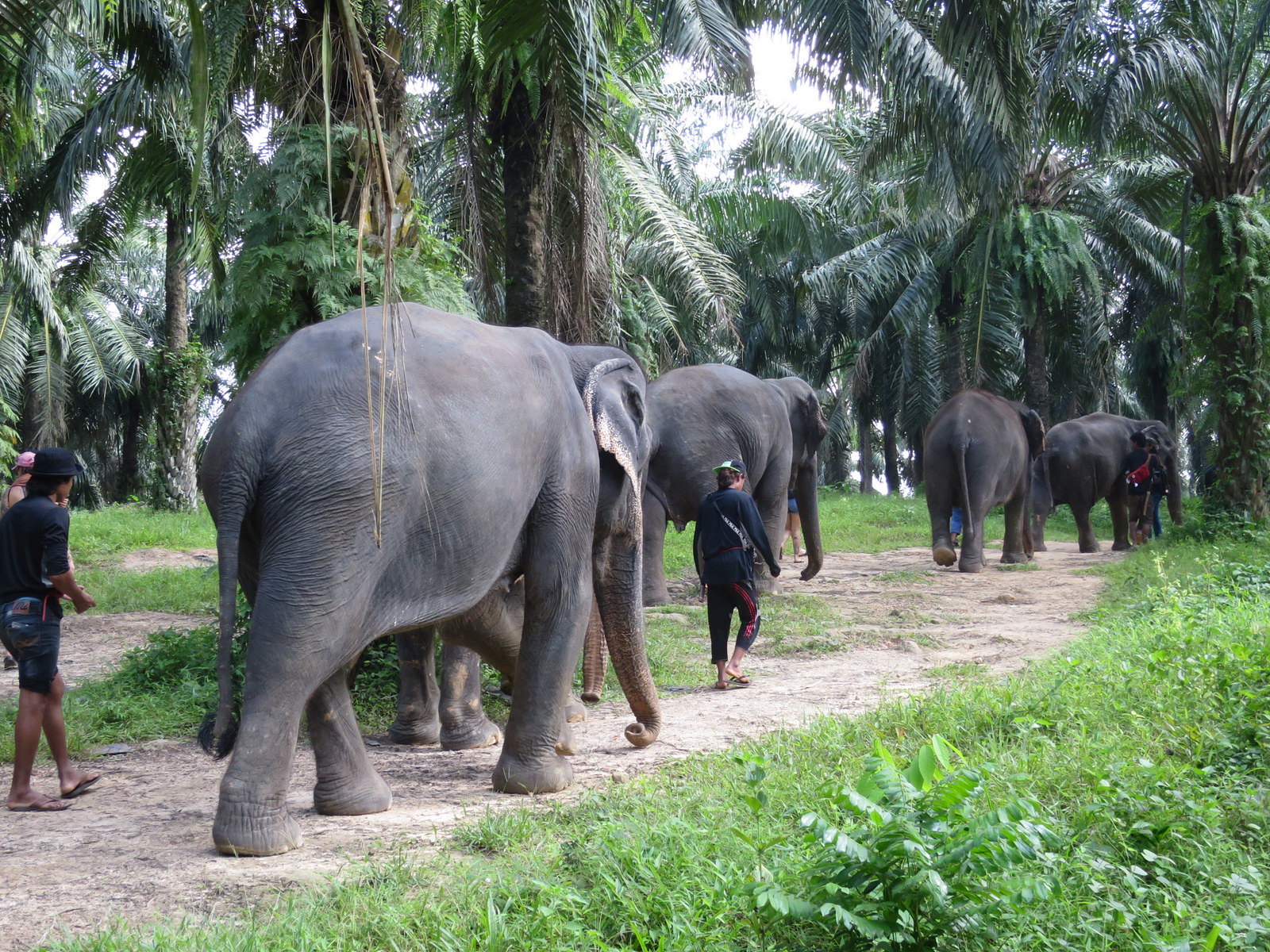 Krabi Elephant Sanctuary