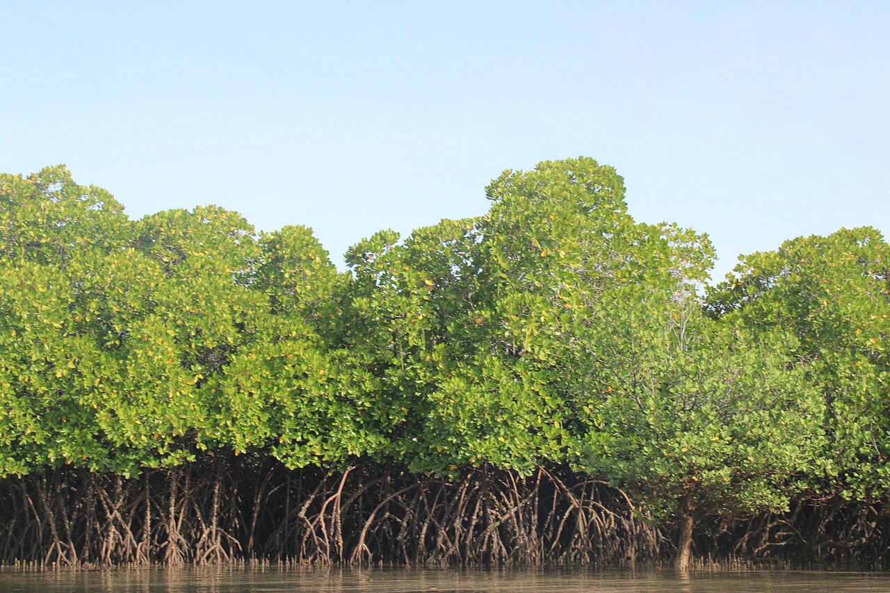 La-ngu River and Mangrove Forests