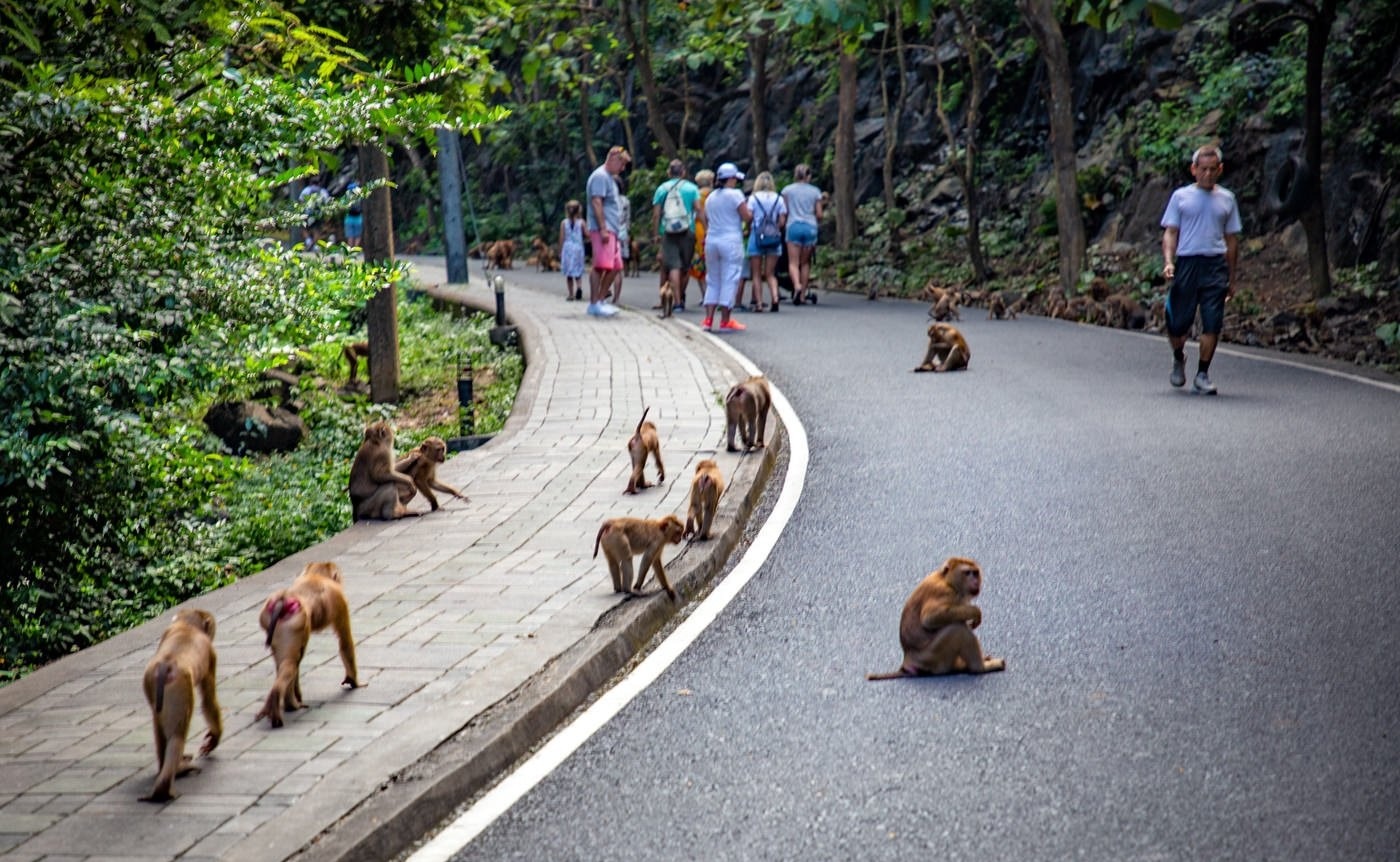 Monkey Hill