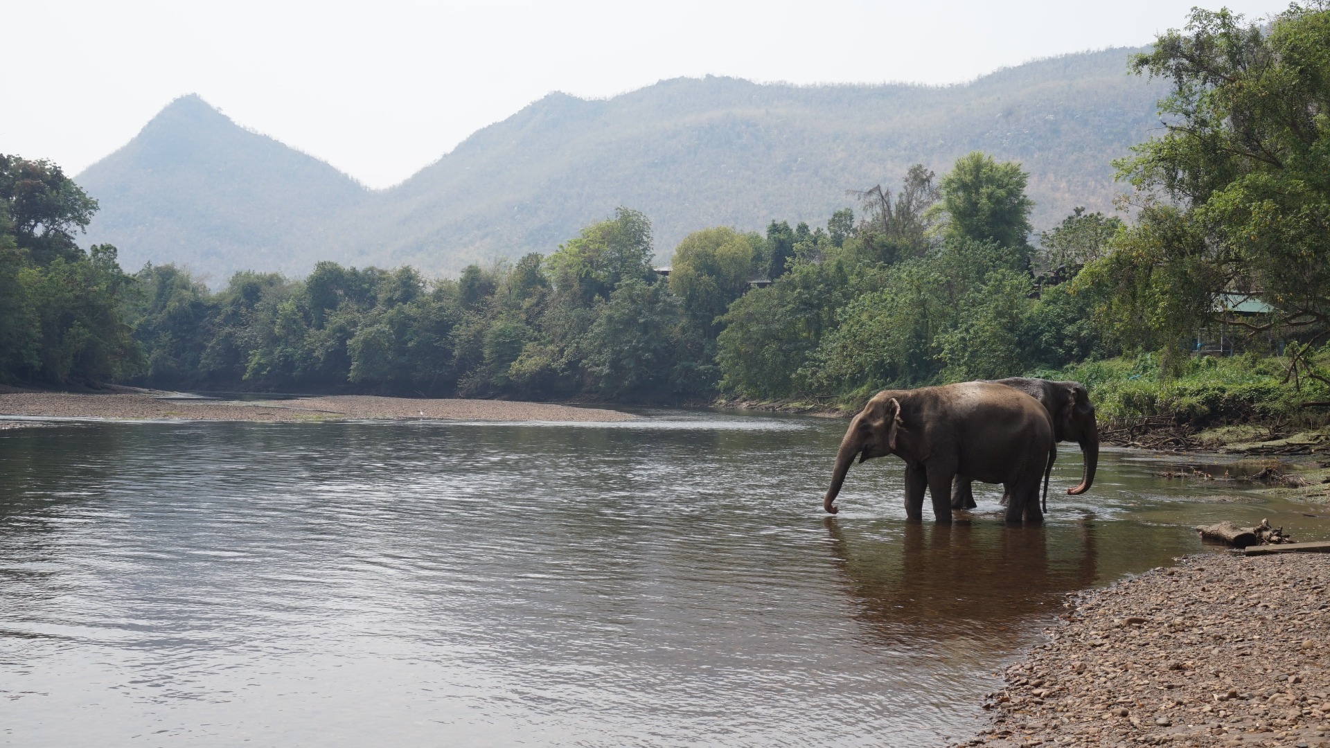 Samui Elephant Sanctuary