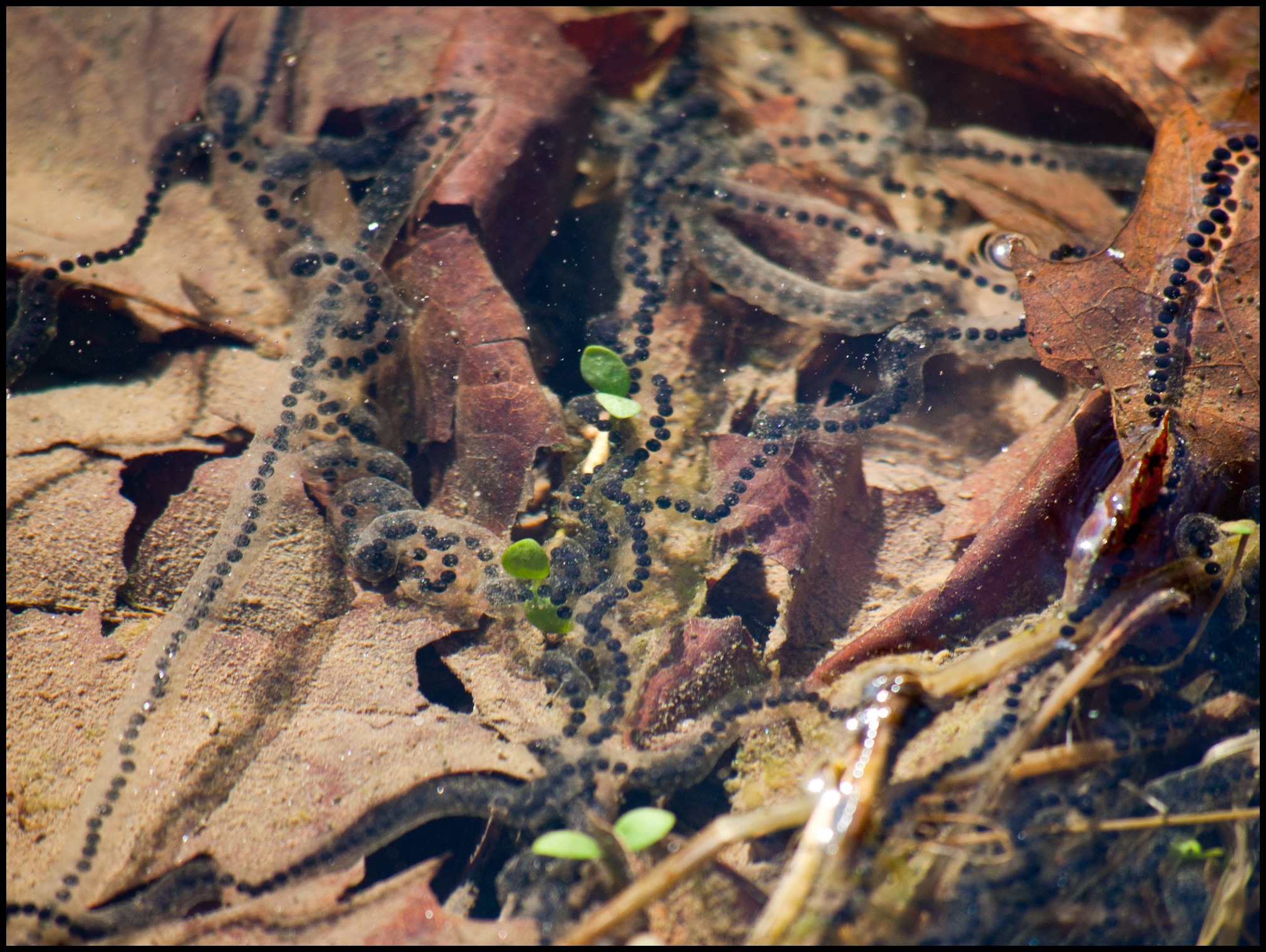 Ashland Nature Center
