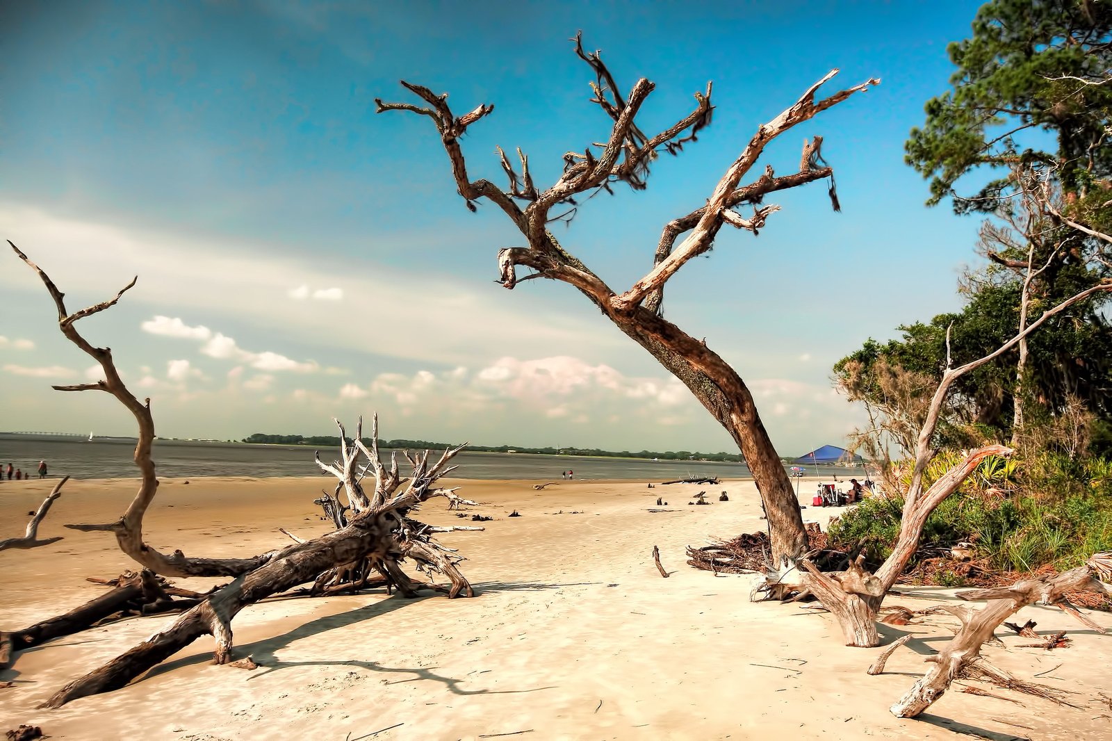 Driftwood Beach (Jekyll Island)