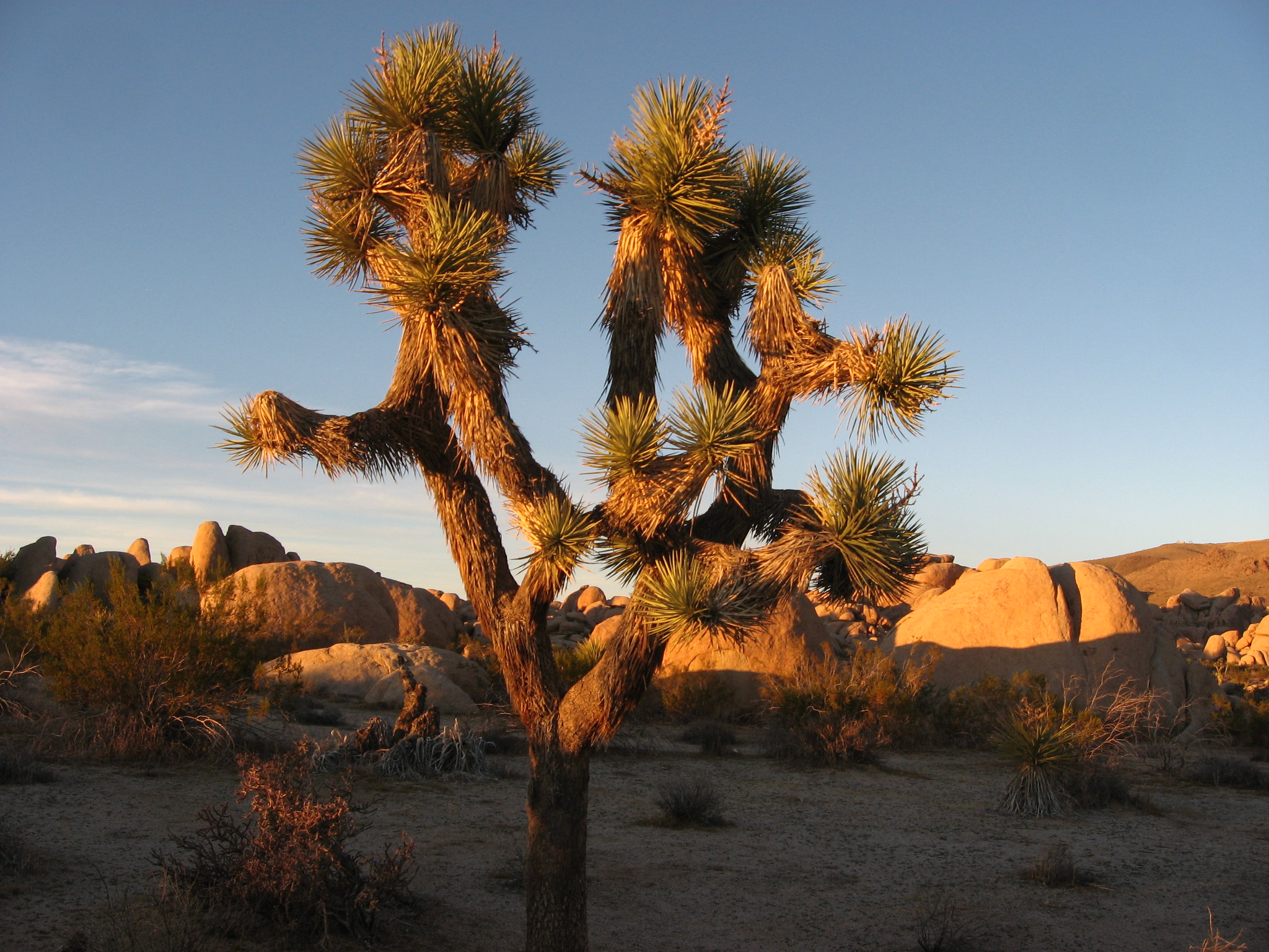 Joshua Tree National Park