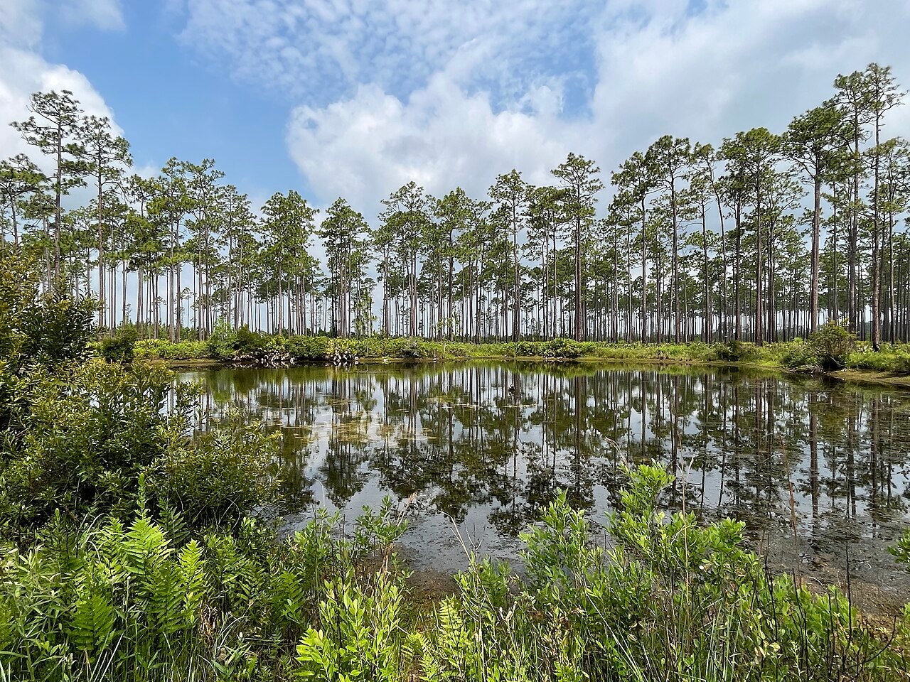 Okefenokee Swamp