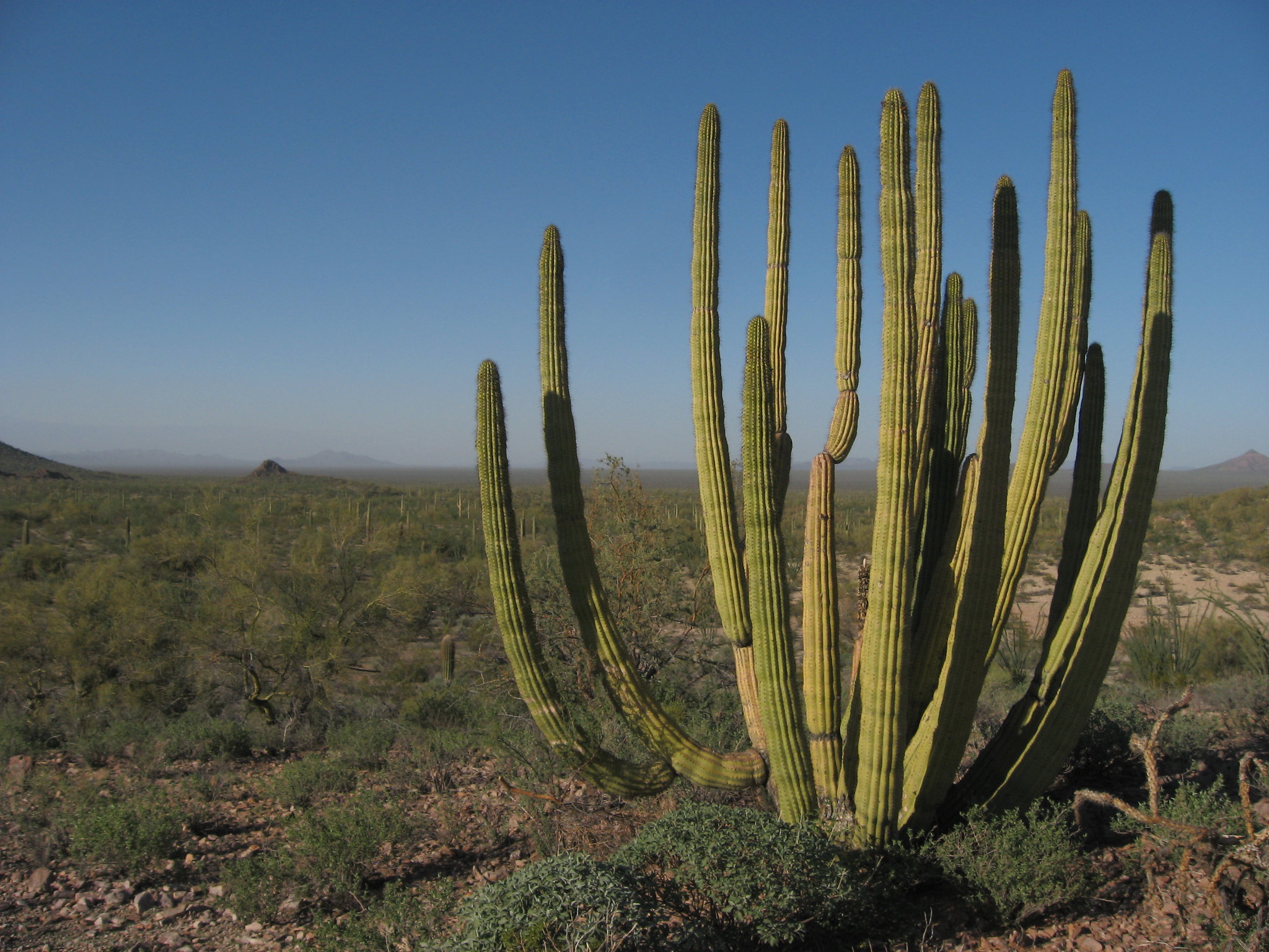 Organ Pipe Cactus National Monument