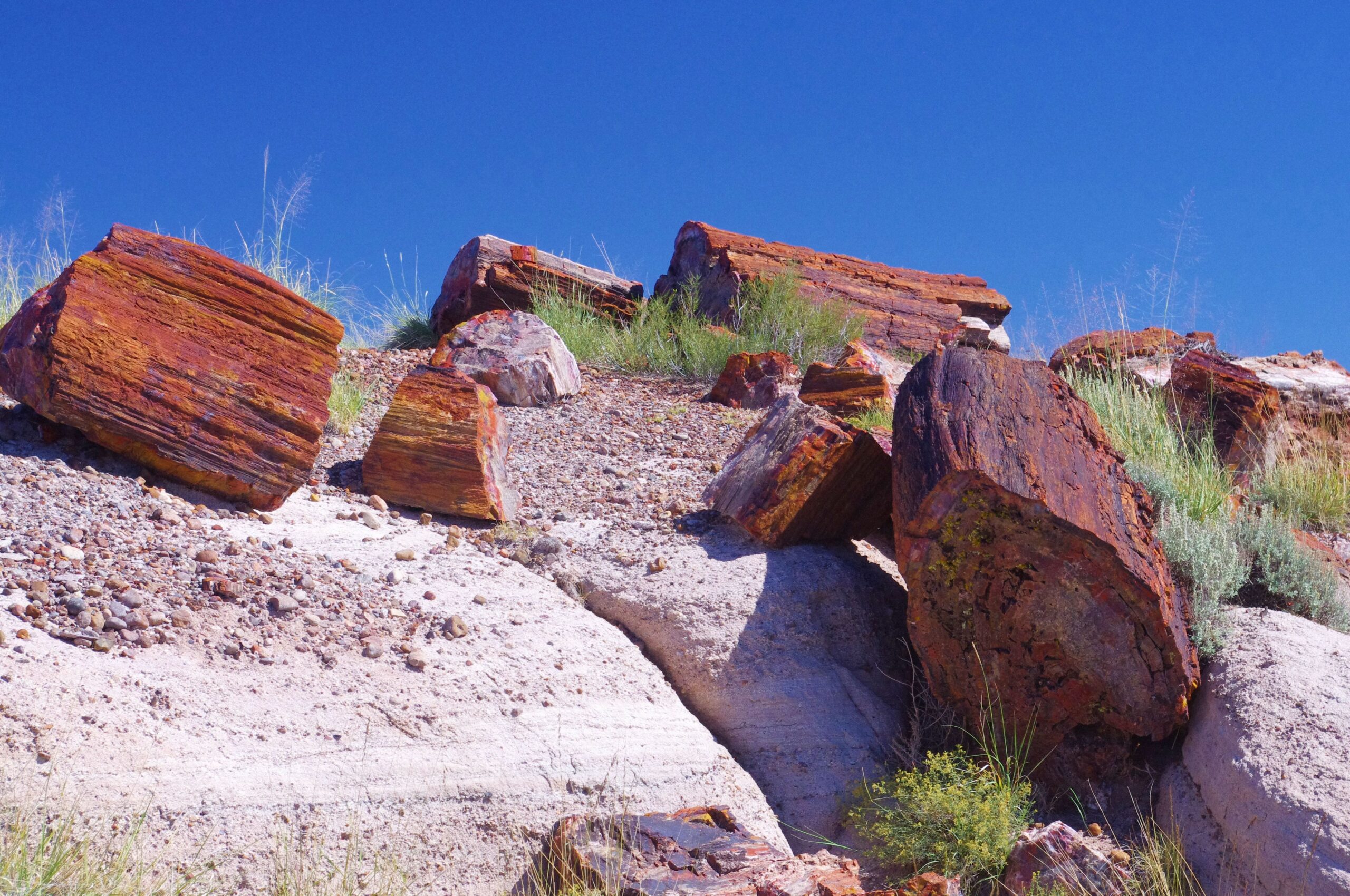 Petrified Forest National Park