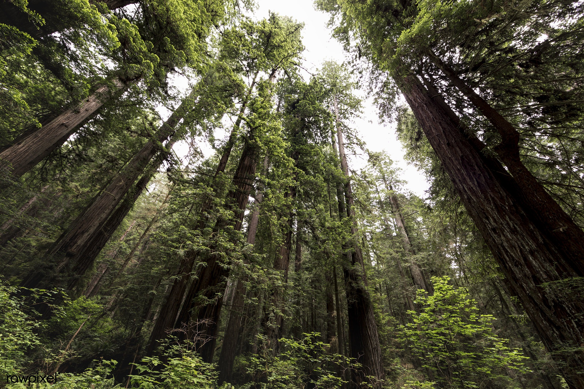 Redwood National and State Parks