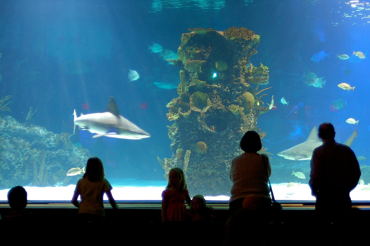 Newport Aquarium (Newport)